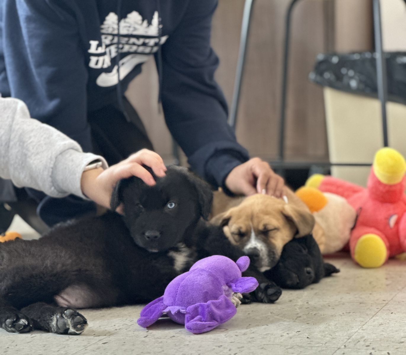 photo d'élèves caressant des chiots