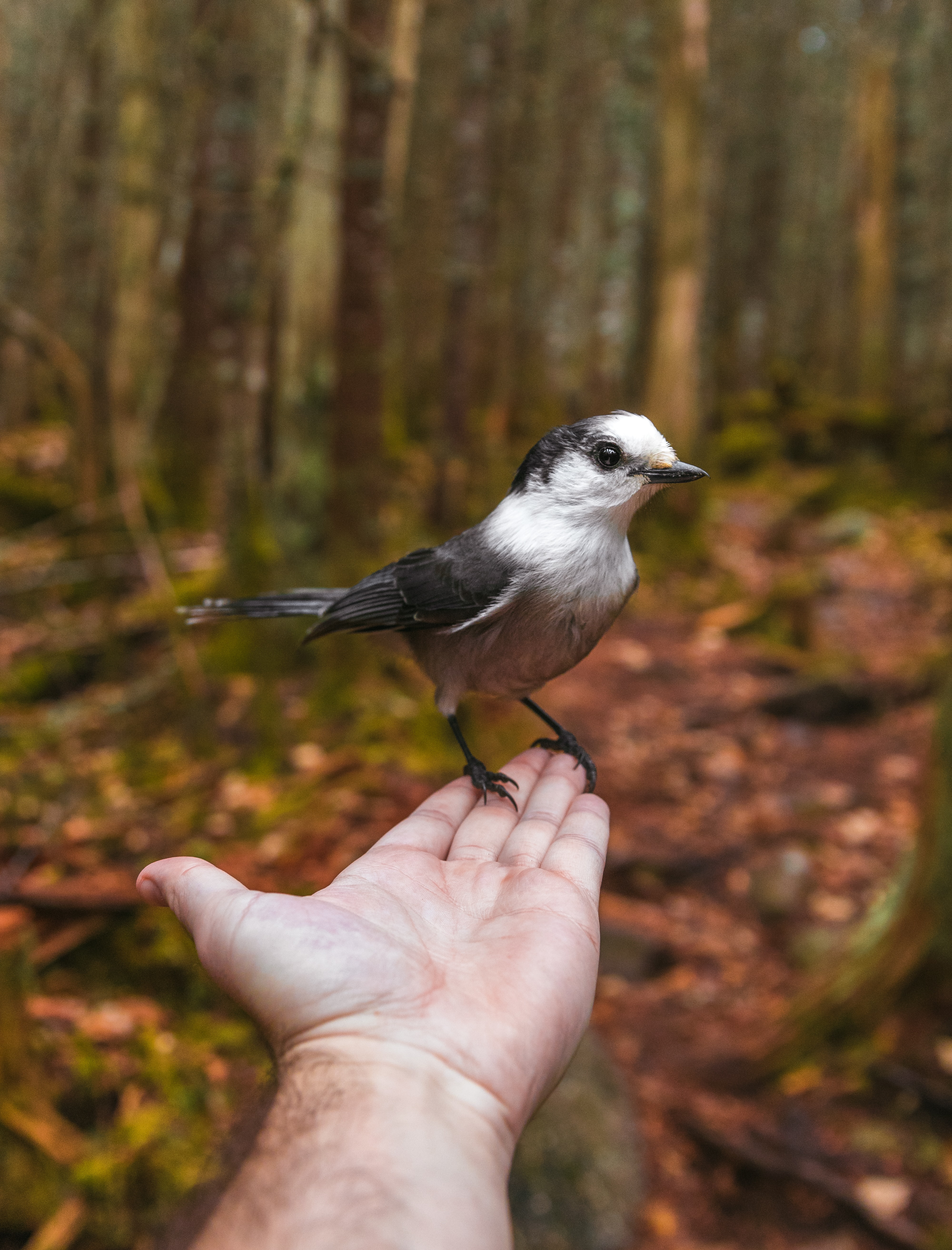 Une personne tenant un oiseau dans une forêt boréale