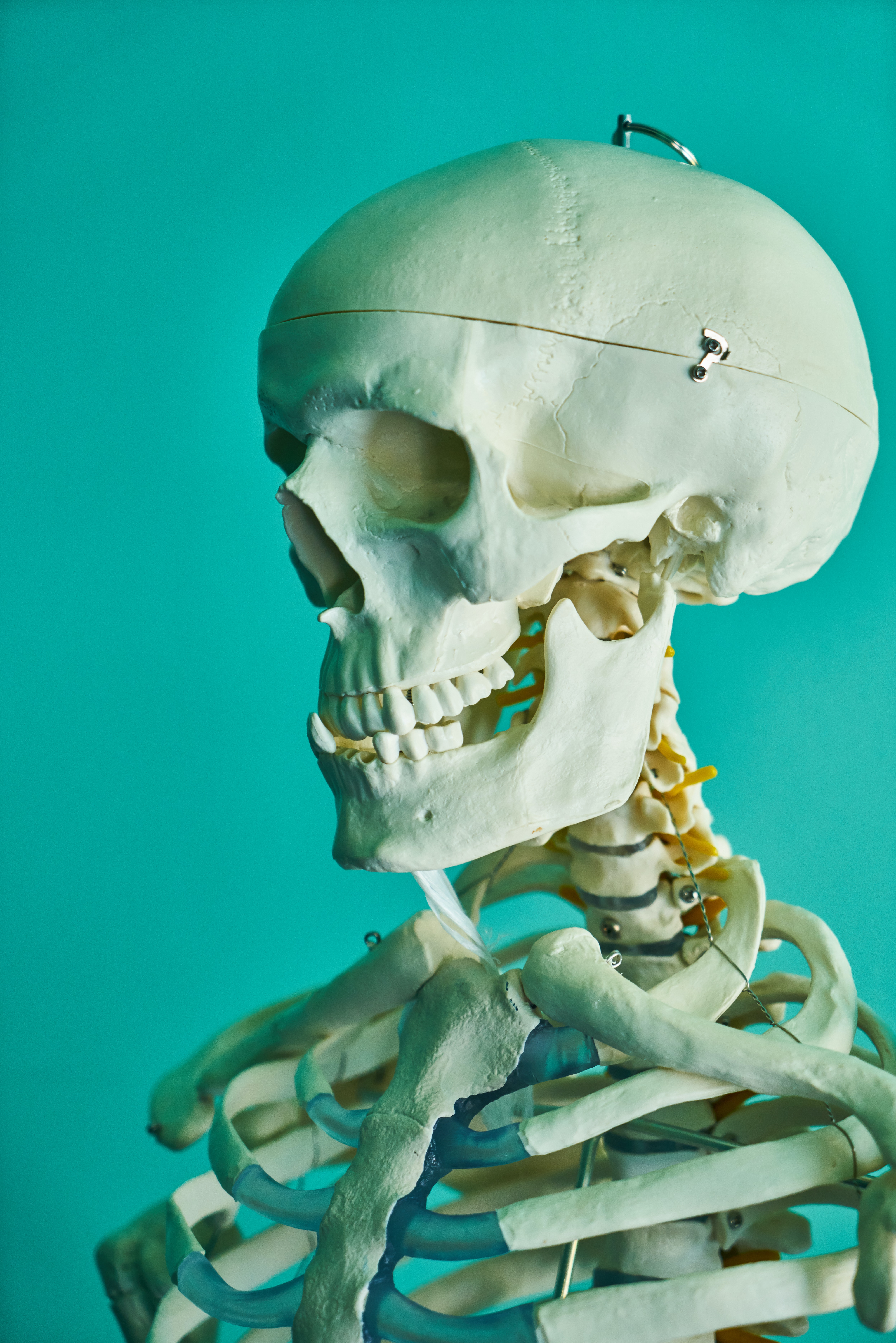 Un crâne de squelette