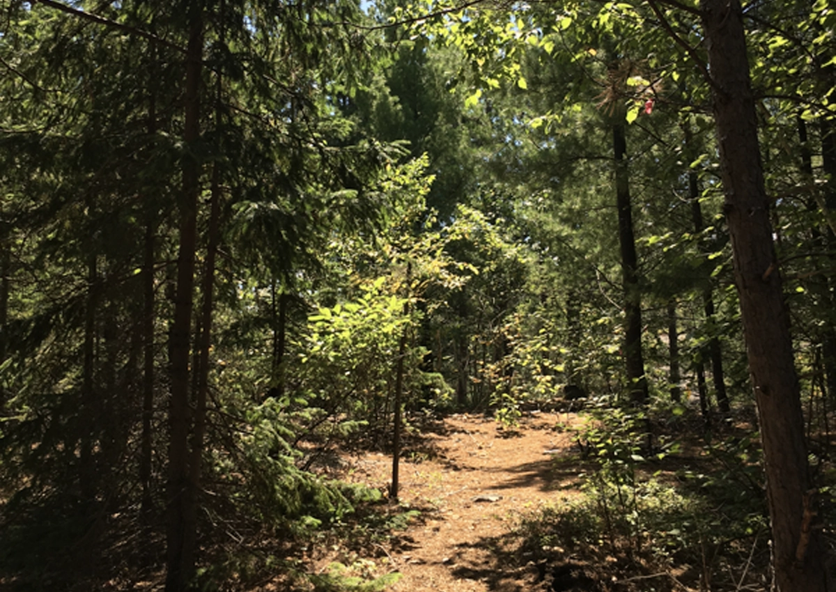 A sunlit path in a forest.