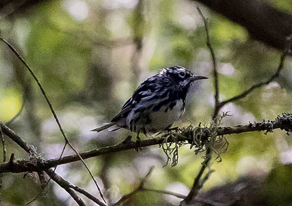 Un oiseau dans un arbre.