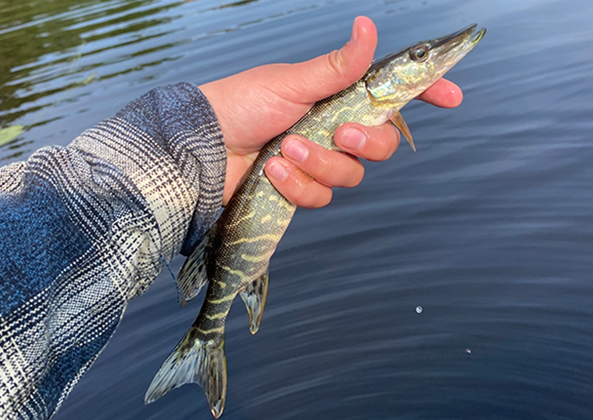 Une main tenant un poisson au-dessus d'un lac.