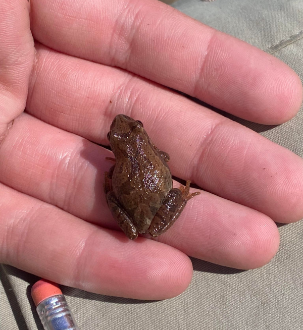 Une petite grenouille vert-brun assise dans la main de quelqu'un.