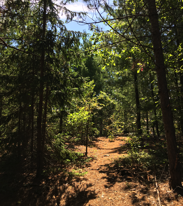 Un sentier dans la forêt entouré de pins.