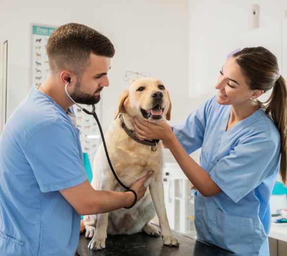 Deux vétérinaires en train d'examiner un chien.