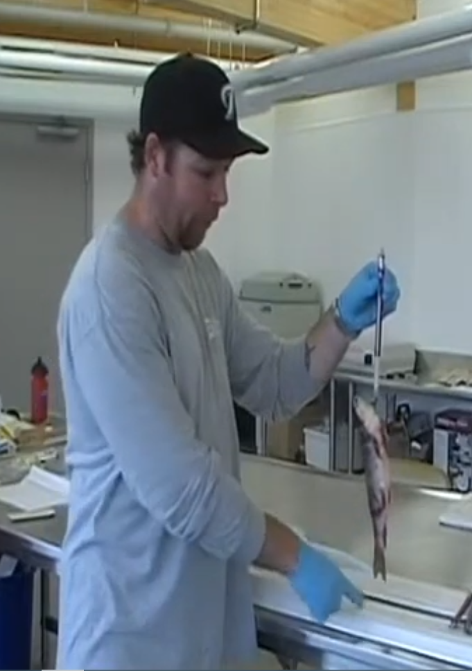 Fish Processing Videos