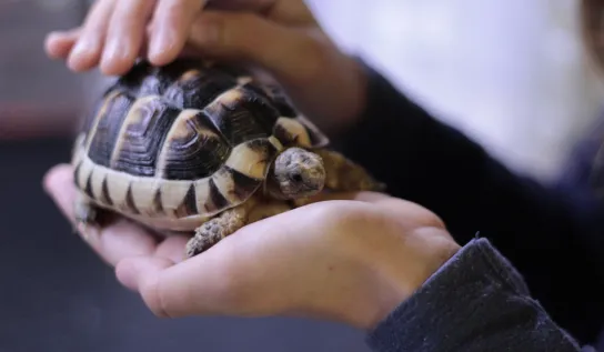 A turtle on someone's hand