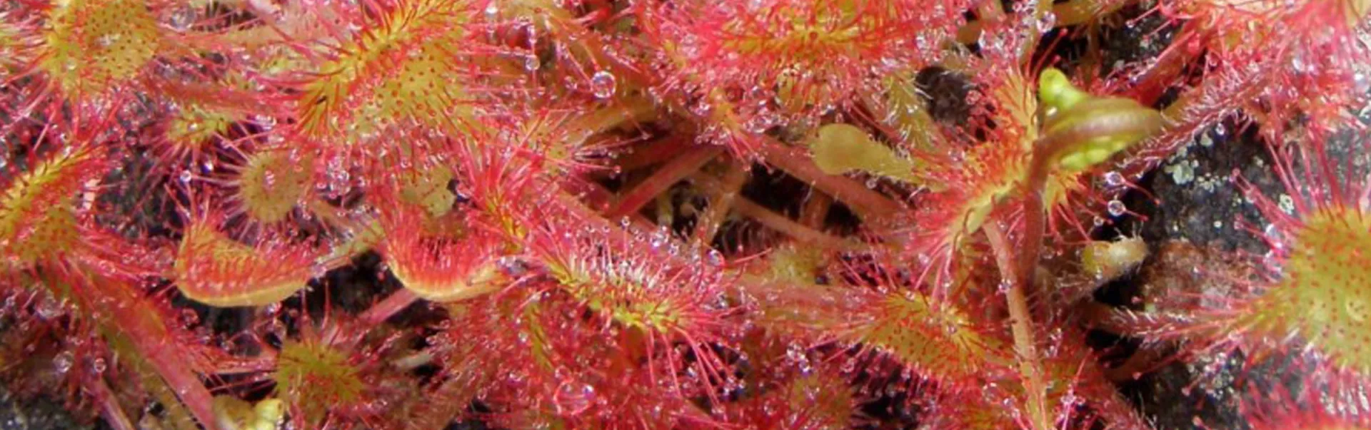 Living With Lakes Centre Plant Life