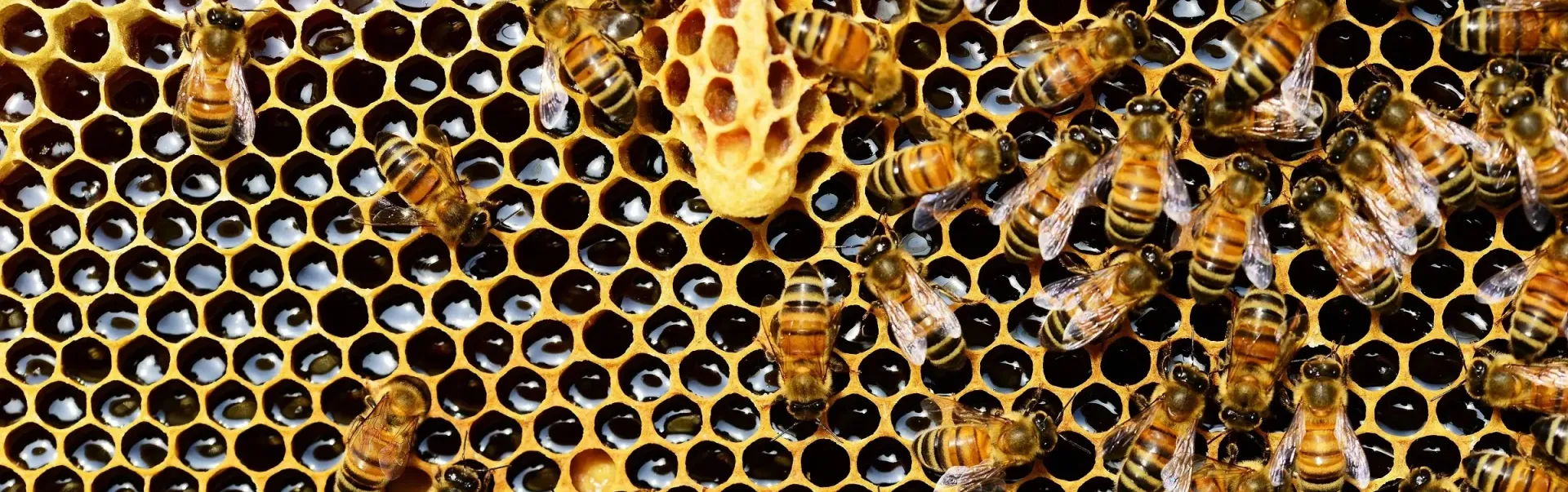 Honeybees crawling on honeycomb.