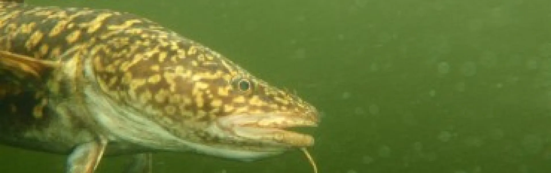 A large fish