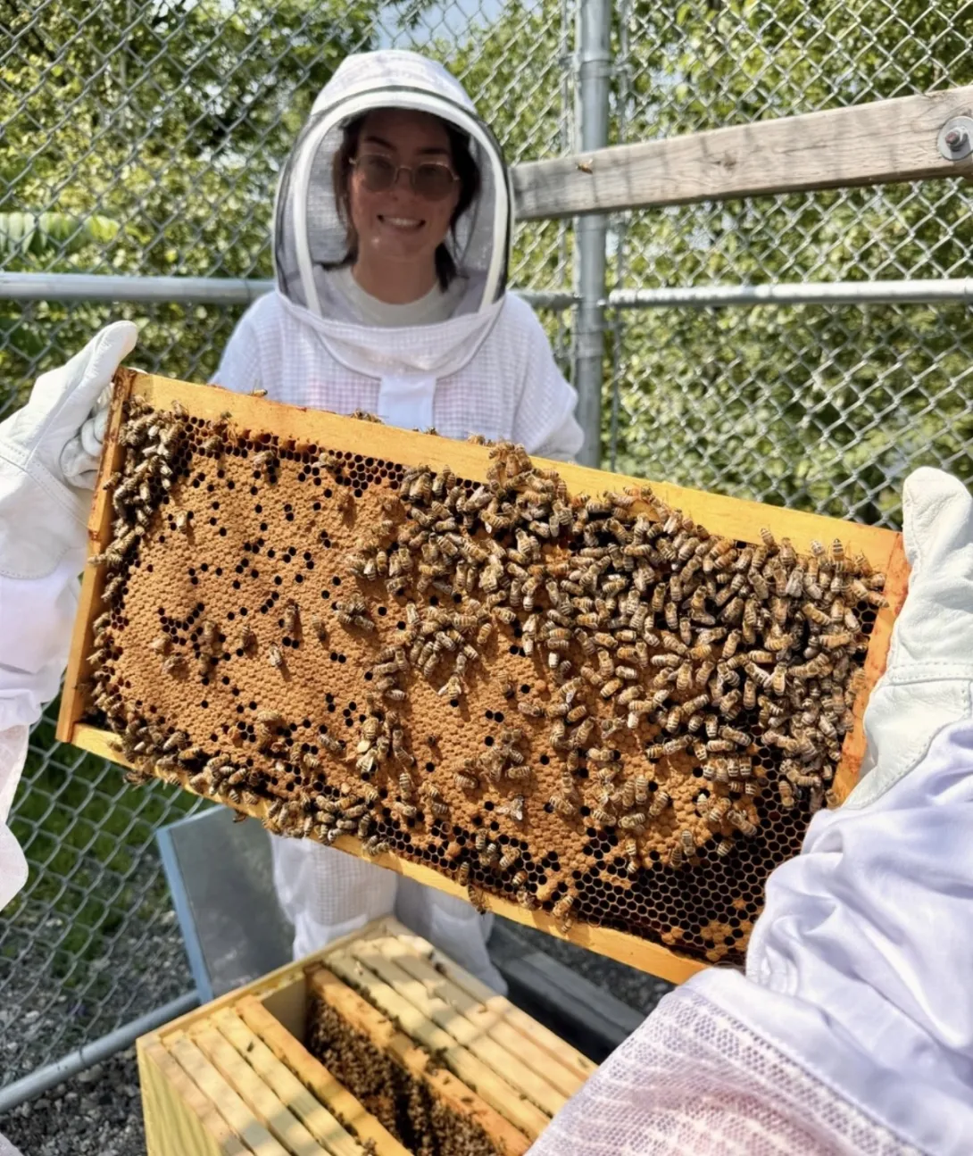 A wooden honey bee colony frame is held up by two gloved hands in the foreground, showing a dense cluster of bees on the honeycomb. In the background, Laurentian University student Evyn Martin smiles while wearing a white protective bee suit and mesh veil. The students are inspecting the frame for the queen bee, eggs, and brood. 