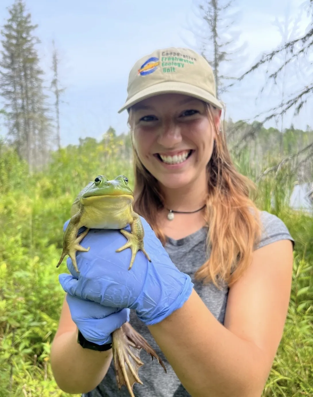 A smiling Karolyn McGovern, wearing a "Cooperative Freshwater Ecology Unit" hat and blue protective gloves, holds a large bullfrog nicknamed "Beef" in a wetland setting.