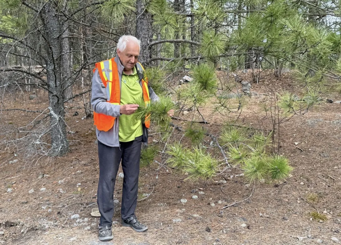 Full-length photo of Dr. Peter Beckett in a forest clearing, wearing a bright orange safety vest, green shirt, and dark trousers. He is examining the pine needles of a low-hanging evergreen branch amidst a backdrop of thin pine and birch trees.